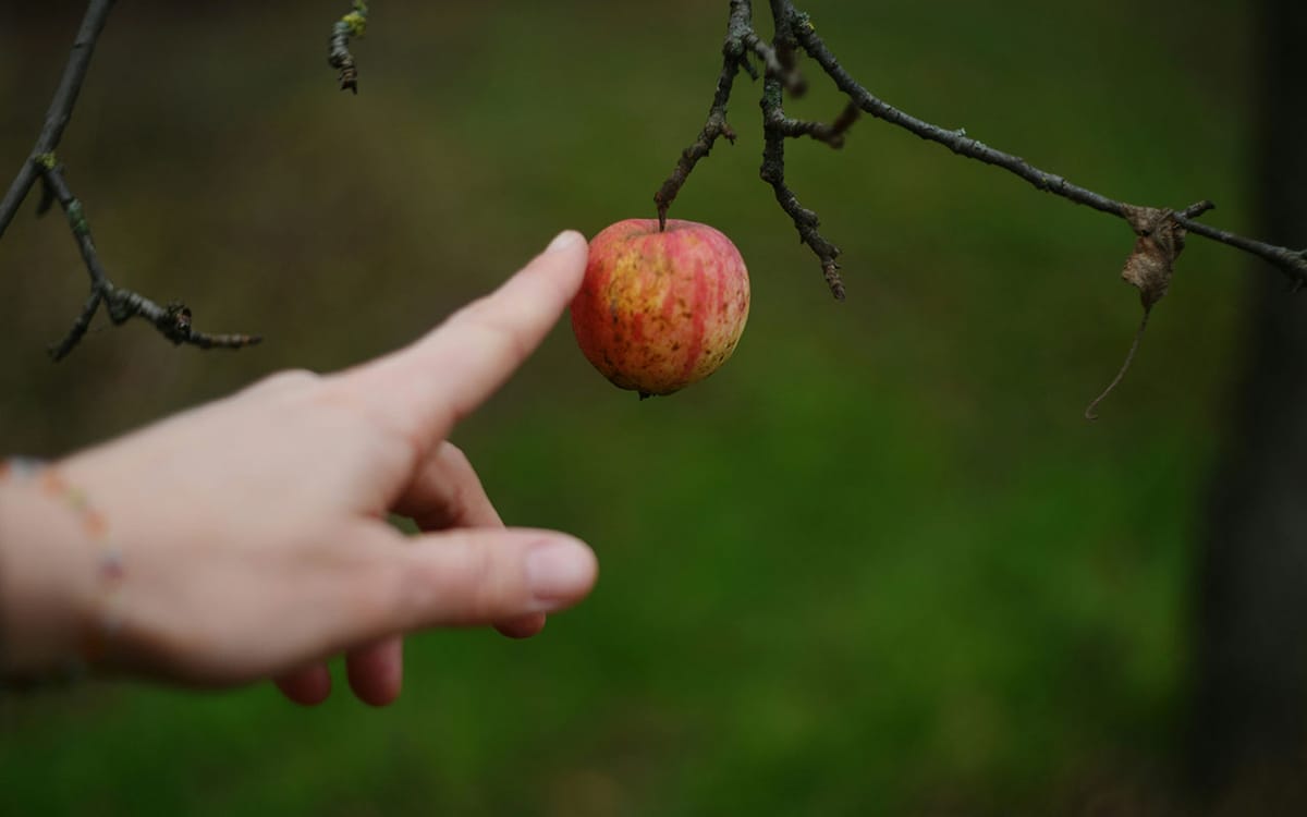 A single finger points toward a small apple on a bare winter branch, not yet grasping, not yet choosing. The moment the mind finds the fruit before the hand confirms what awareness began.