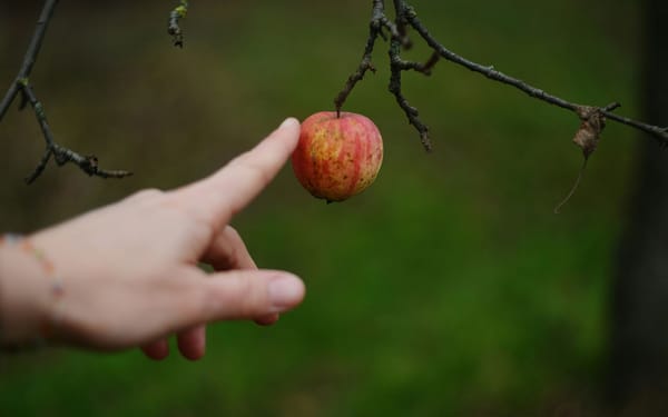 A single finger points toward a small apple on a bare winter branch, not yet grasping, not yet choosing. The moment the mind finds the fruit before the hand confirms what awareness began.